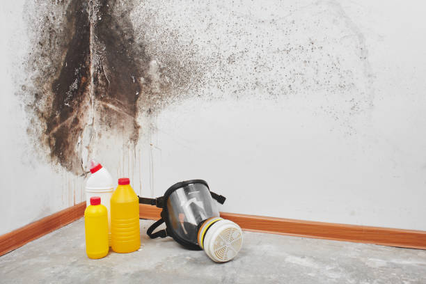 Mold Removal and Inspection in Amory, MS
