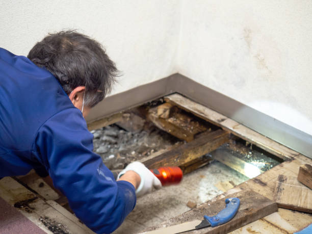 Best Home Mold Removal  in Amory, MS