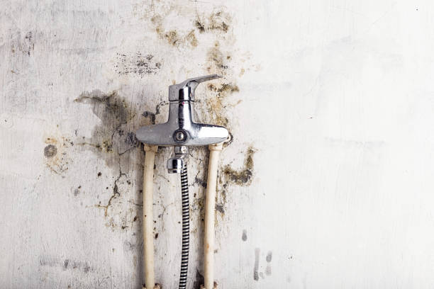 Best Affordable Mold Removal  in Amory, MS