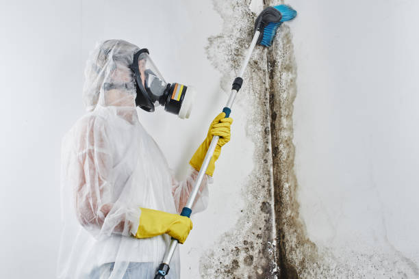 Best Office Mold Removal Services  in Amory, MS