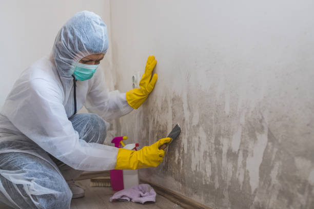 Best Same-Day Mold Removal  in Amory, MS