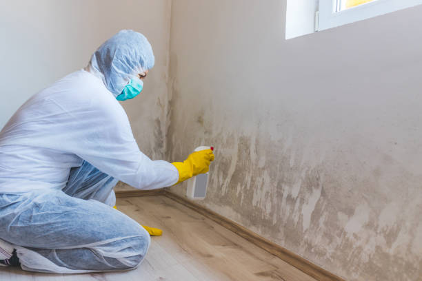 Best Mold Testing  in Amory, MS