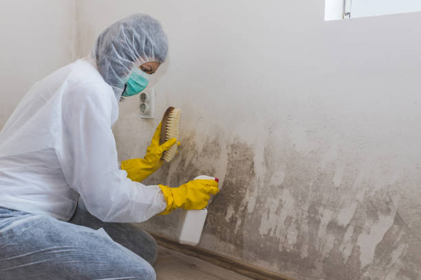 Certified Mold Removal in Amory, MS