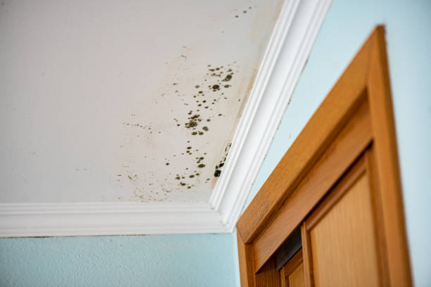 Best Mold Removal Company Near Me  in Amory, MS