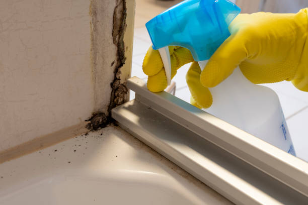 Best Same-Day Mold Removal  in Amory, MS