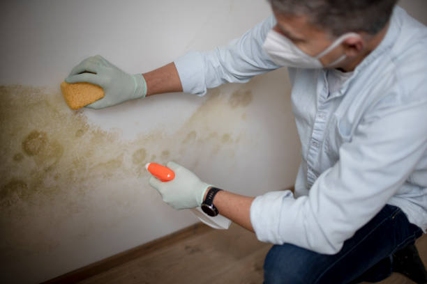 Home Mold Removal in Amory, MS