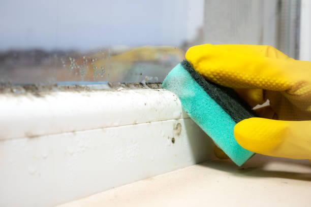 Best Commercial Mold Removal  in Amory, MS
