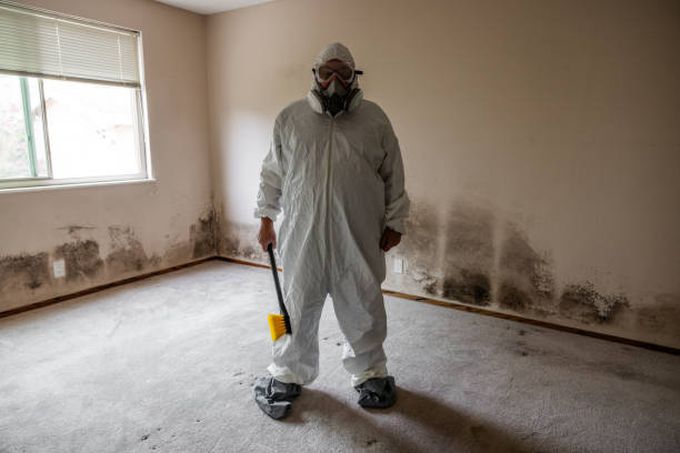 Best Fast Mold Removal  in Amory, MS
