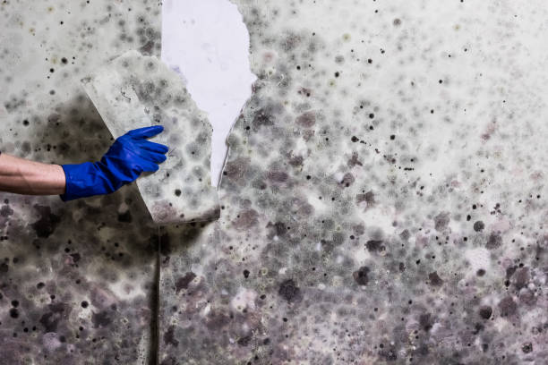 Best Mold Remediation  in Amory, MS