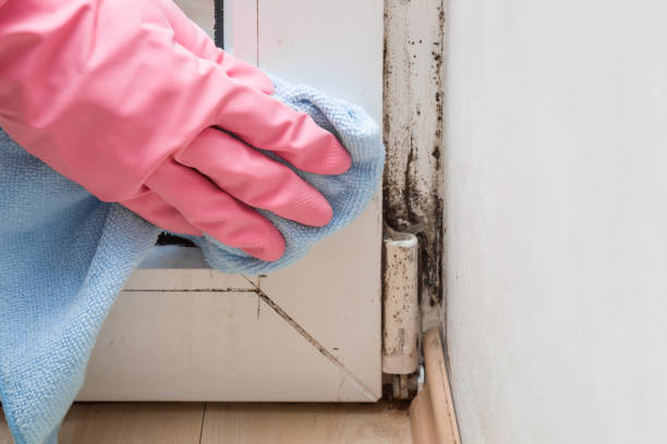 Best Mold Damage Repair  in Amory, MS